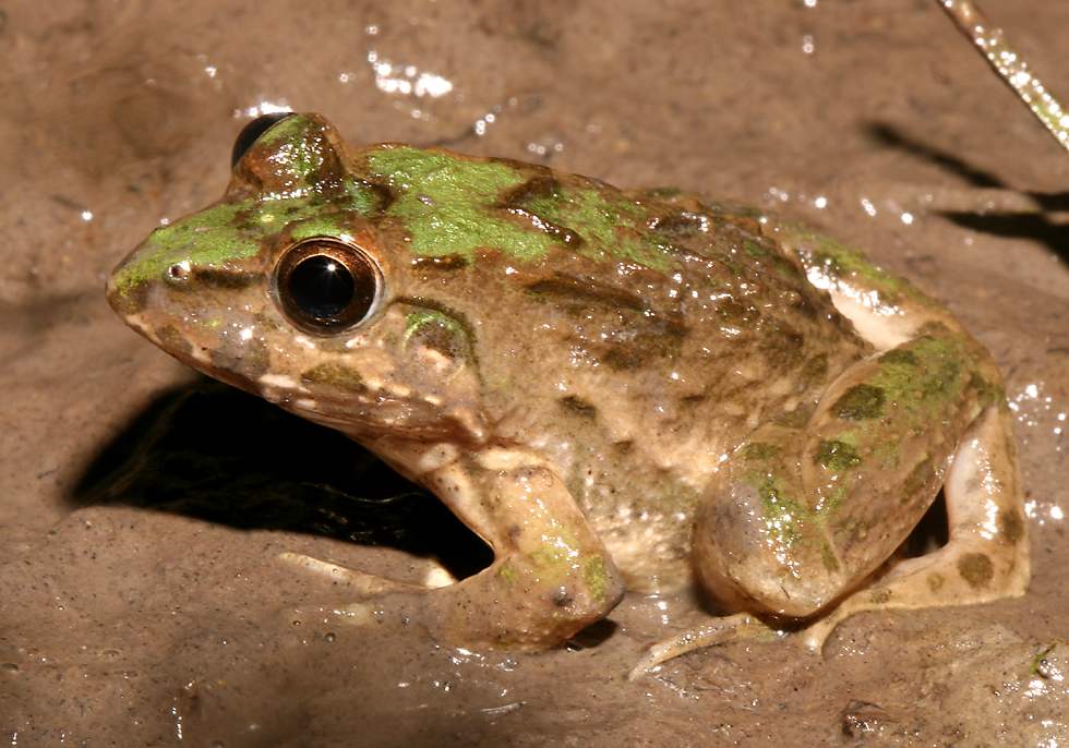 Frog In Mud