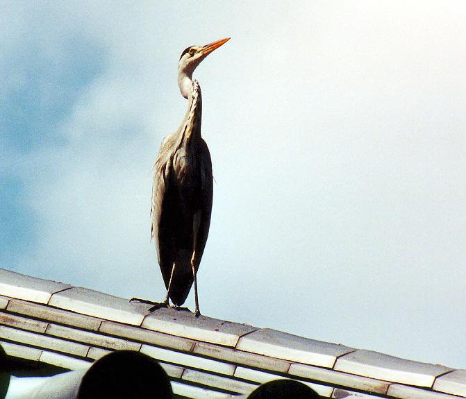 grey heron perched on the roof of the Chion-in calligraphy room