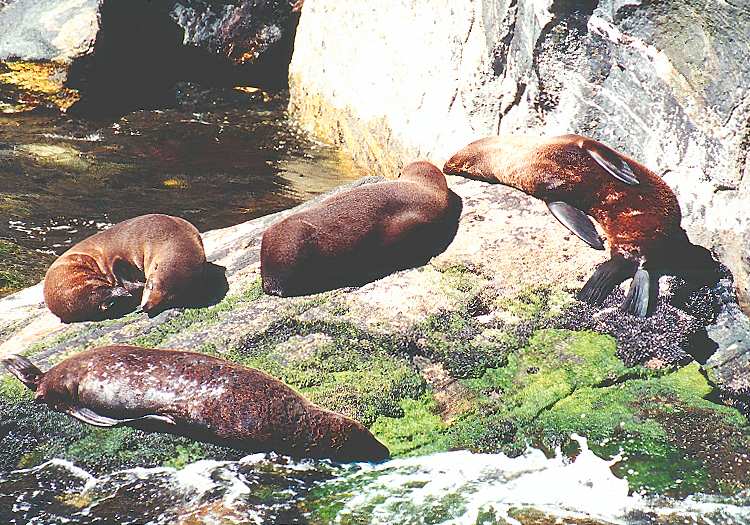 closeup of sunbathing seals