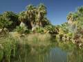 McCallum Palm Grove in the Coachella Valley Preserve