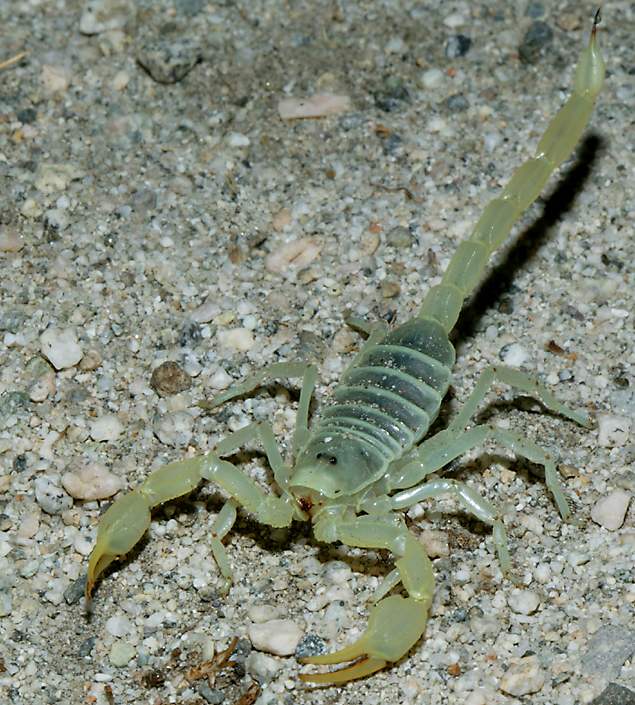 gold sand scorpion or dune scorpion   (click here to open a new page with this photo in computer wallpaper format)