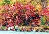 Fall foliage at Crater Lake