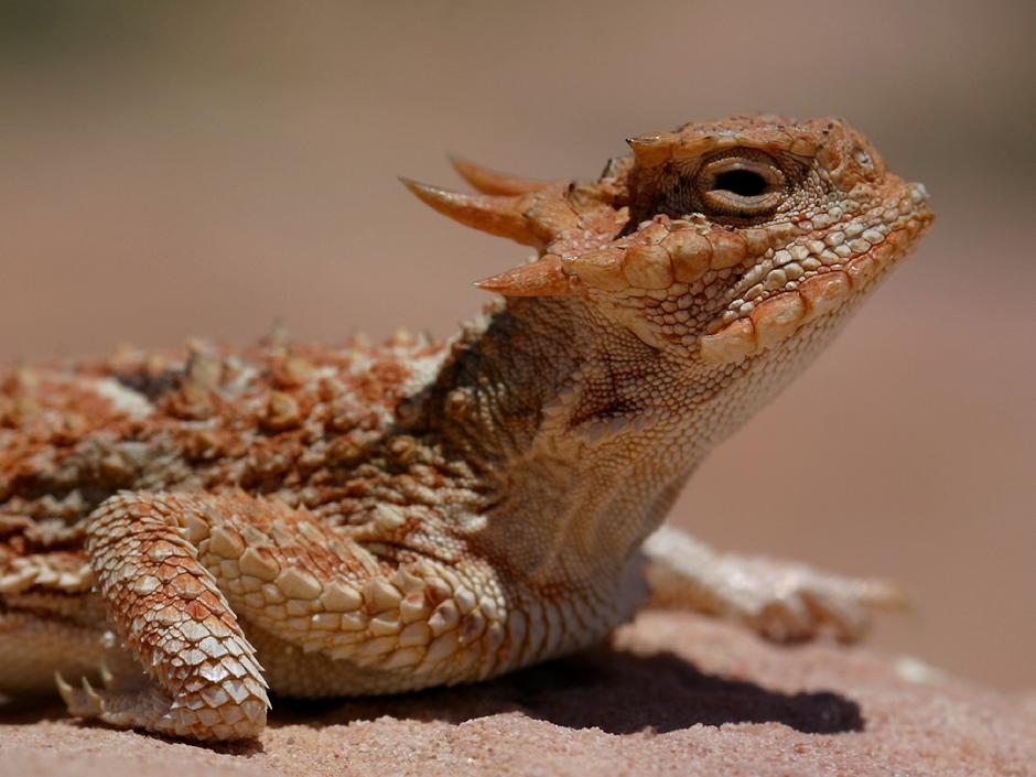 desert horned lizard    (click here to open a new window with this photo in computer wallpaper format)