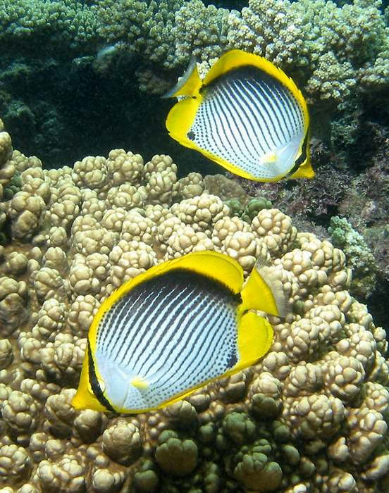 Black-backed butterflyfish  (Chaetodon melannotus) - click here to open a new window with this photo in computer wallpaper format