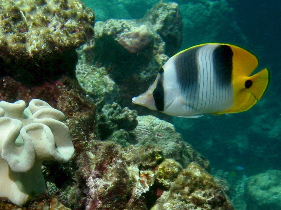 Pacific double-saddle butterflyfish (Chaetodon ulietensis) - click here to open a new window with this photo in computer wallpaper format