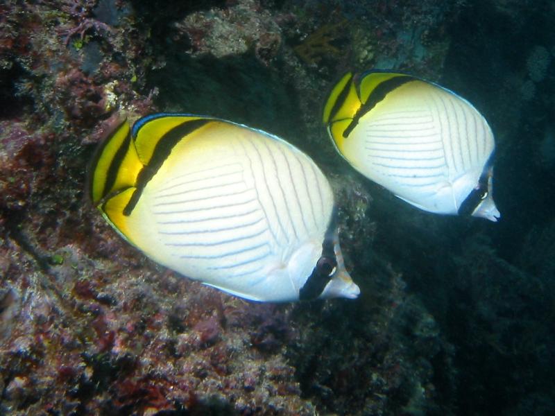 vagabond butterflyfish  (Chaetodon vagabundus) - click here to open a new window with this photo in computer wallpaper format