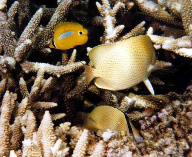 citron butterflyfishes and blue-blotched butterflyfish