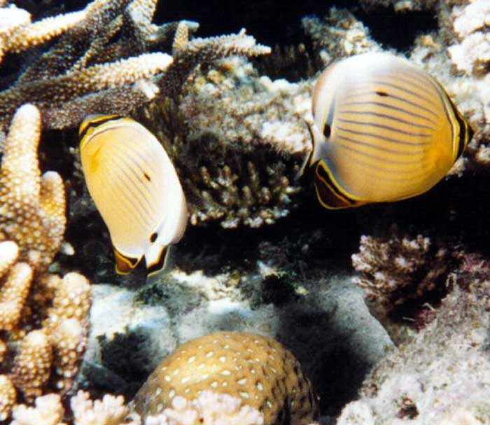 melon butterflyfishes