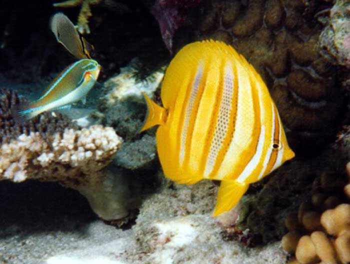 Rainford's Butterflyfish and male Orange Axil Wrasse