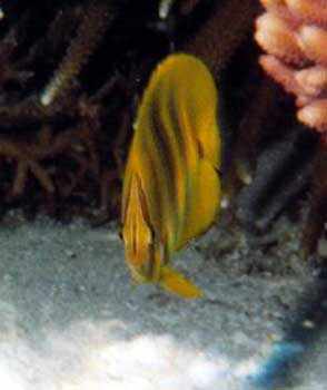 Rainford's butterflyfish
