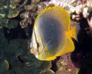sunburst butterflyfish