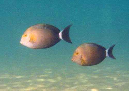 unidentified triggerfishes