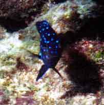 jewelfish