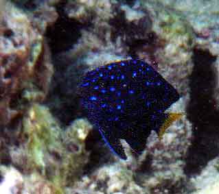 jewelfish
