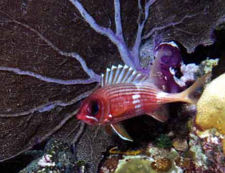 squirrelfish in front of a sea fan