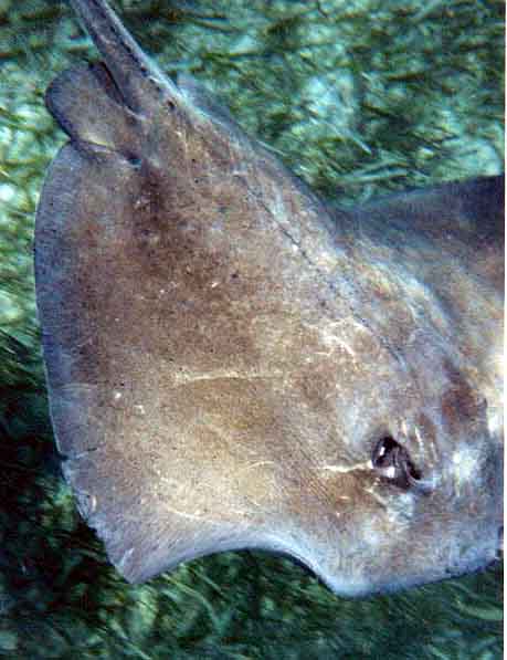 stingray which has been bitten by a shark