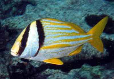 porkfish atlantic