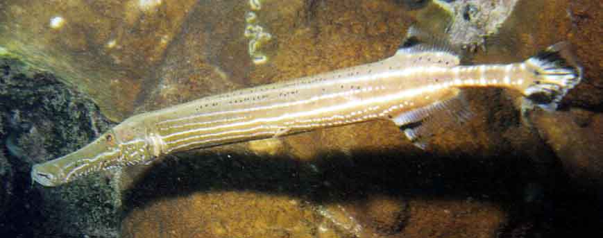 Caribbean Trumpetfish swimming horizontally