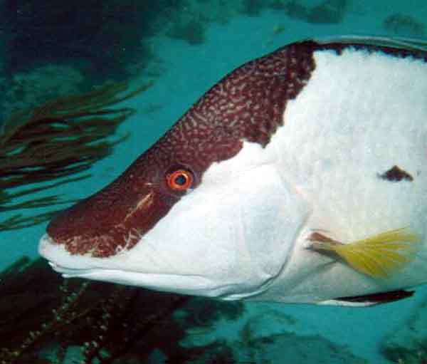closeup of a hogfish