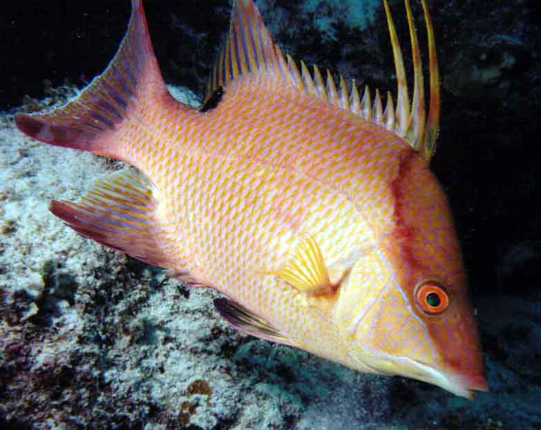 hogfish with raised barbs