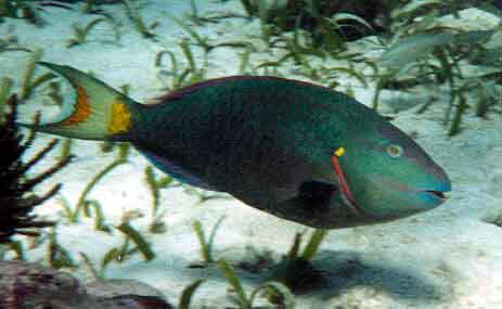 male stoplight parrotfish