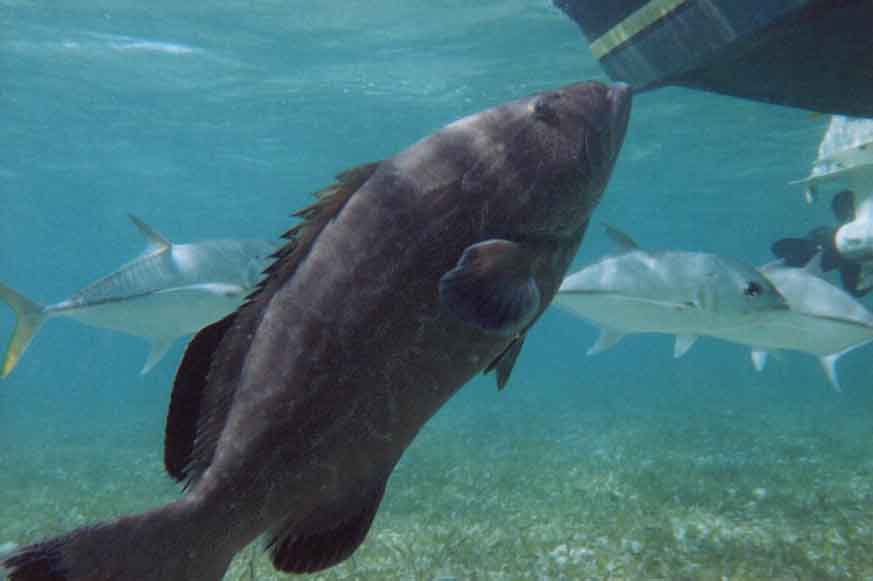 black grouper and other sport fish hanging around the bottom of a boat