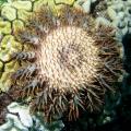 closeup of Crown of Thorns Starfish