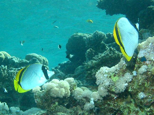 lined butterflyfishes (Chaetodon lineolatus)