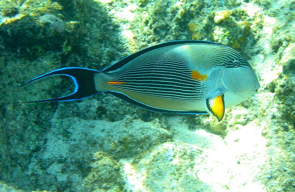 Arabian surgeonfish   (click here to open a new window with this photo in computer wallpaper format)