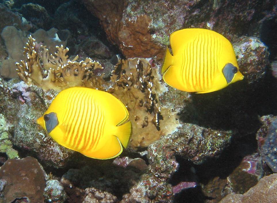 masked butterflyfishes