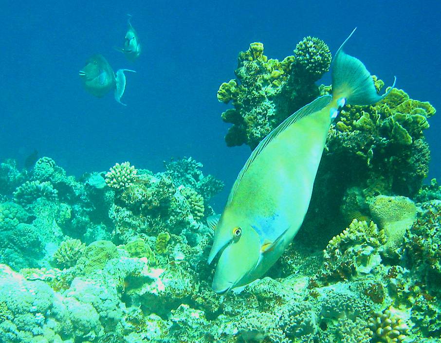 blue spine unicornfish   (click here to open a new window with this photo in computer wallpaper format)