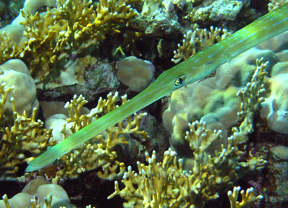 blue-spotted cornetfish   (click here to open a new window with this photo in computer wallpaper format)