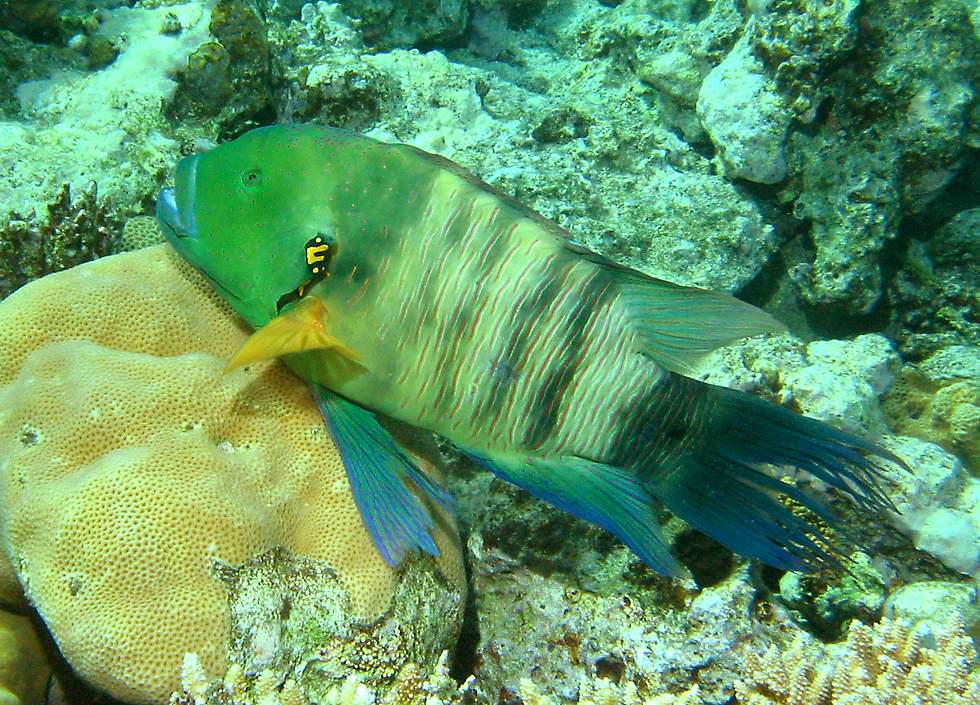 broomtail wrasse   (click here to open a new window with this photo in computer wallpaper format)