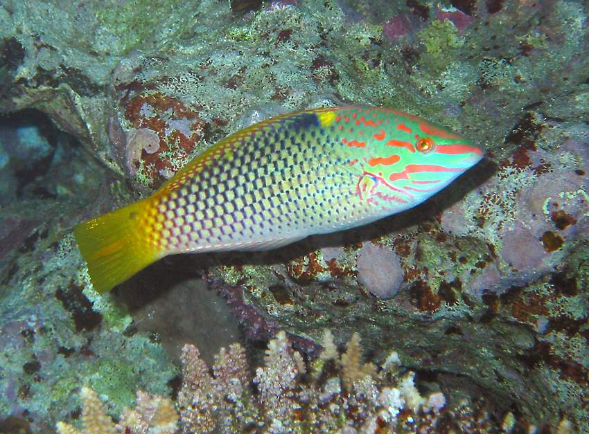 checkerboard wrasse   (click here to open a new window with this photo in computer wallpaper format)