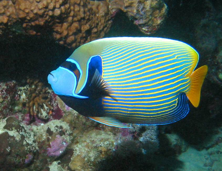 Emperor angelfish   (click here to open a new window with this photo in computer wallpaper format)