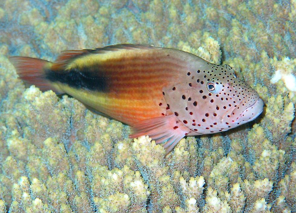 Forster's hawkfish   (click here to open a new window with this photo in computer wallpaper format)