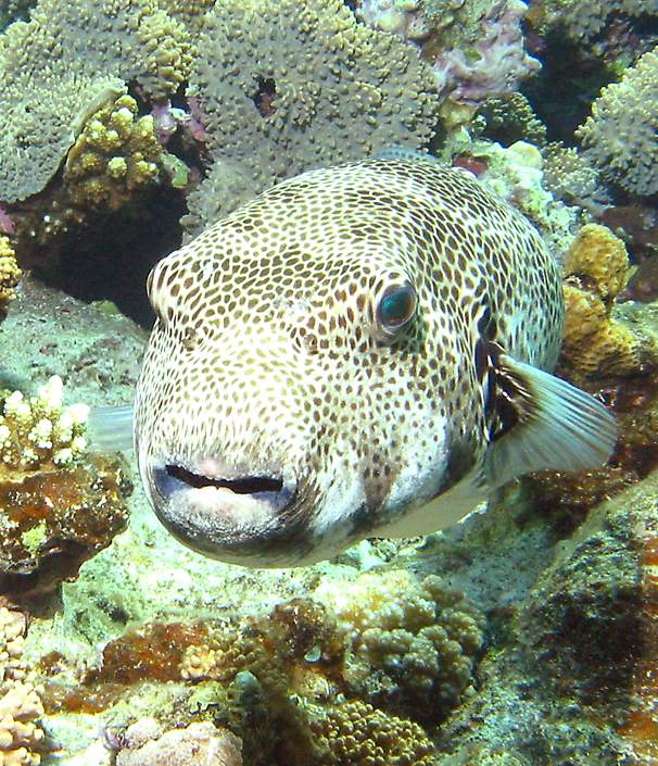 giant pufferfish   (click here to open a new window with this photo in computer wallpaper format)