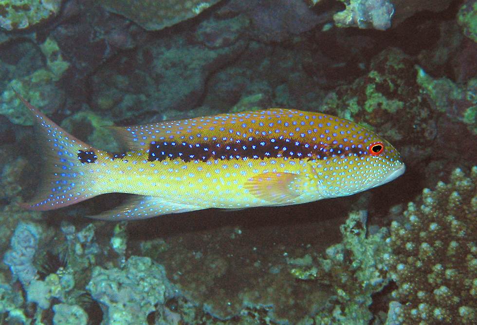 juvenile lyretail grouper   (click here to open a new window with this photo in computer wallpaper format)