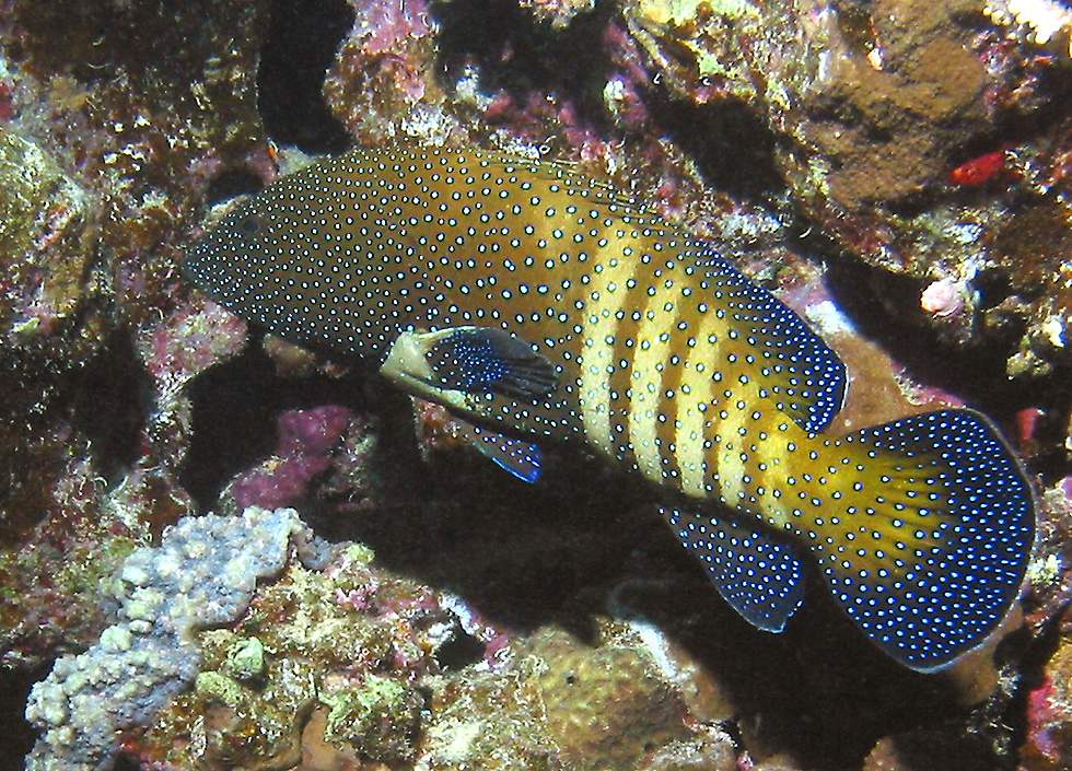 peacock grouper   (click here to open a new window with this photo in computer wallpaper format)