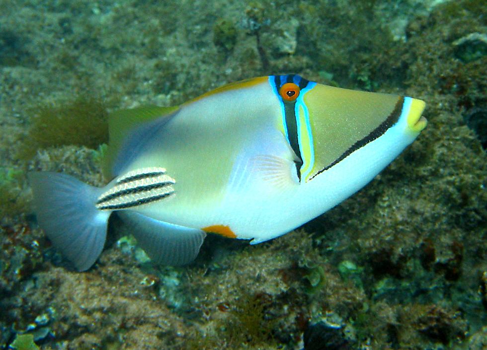 Picasso triggerfish   (click here to open a new window with this photo in computer wallpaper format)