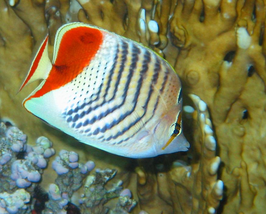red back butterflyfish