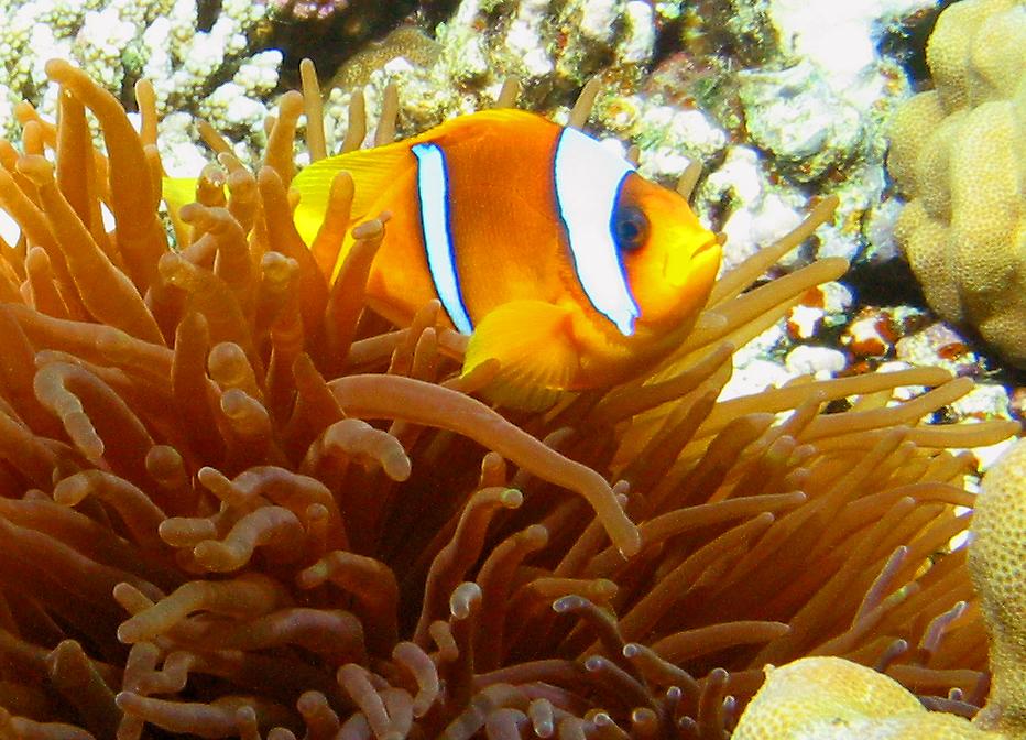 Red Sea anemonefish   (click here to open a new window with this photo in computer wallpaper format)