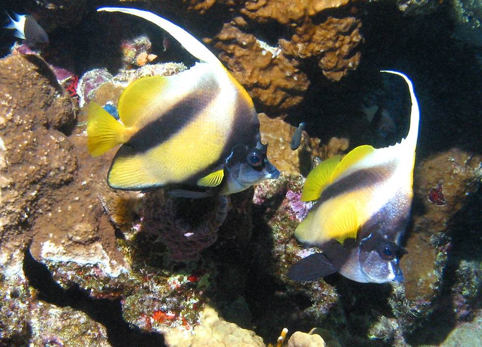 Red Sea bannerfishes   (click here to open a new window with this photo in computer wallpaper format)