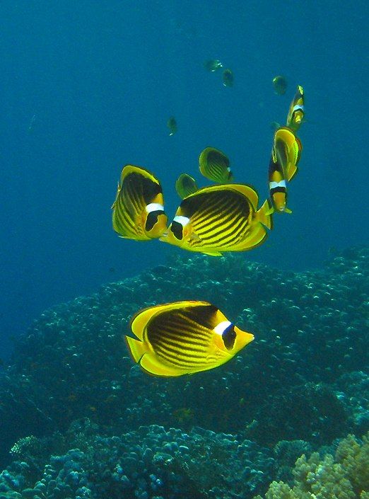 Red Sea raccoon butterflyfishes   (click here to open a new window with this photo in computer wallpaper format)