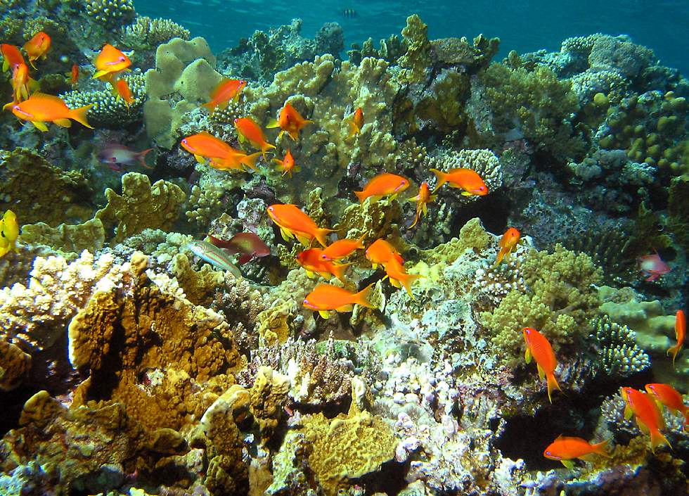 colorful basslets and wrasses on the reef   (click here to open a new window with this photo in computer wallpaper format)