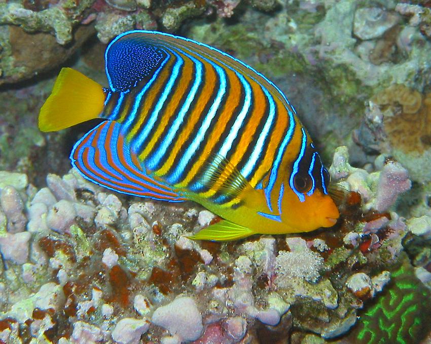 royal angelfish   (click here to open a new window with this photo in computer wallpaper format)