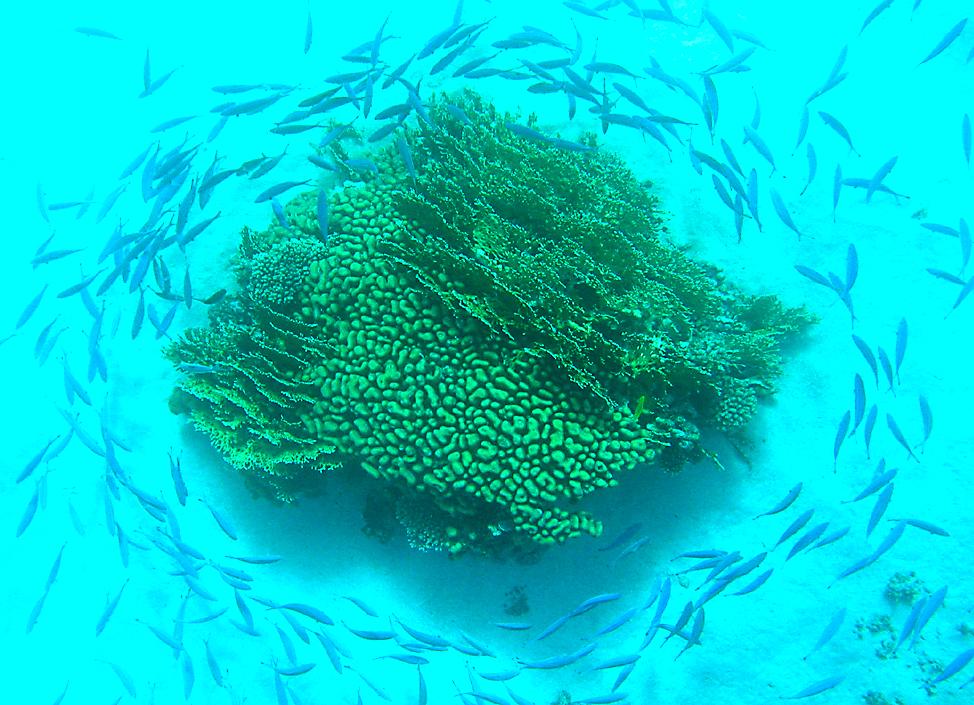 fish schooling around a coral head   (click here to open a new window with this photo in computer wallpaper format)