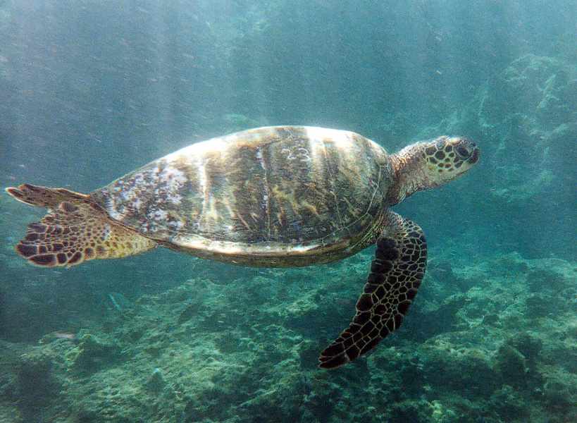 turtle in sunlit water