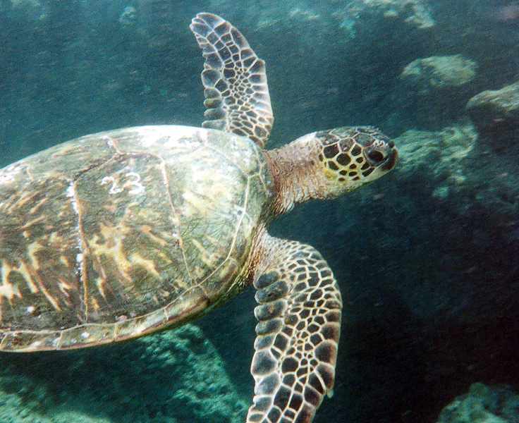 turtle cruising through water