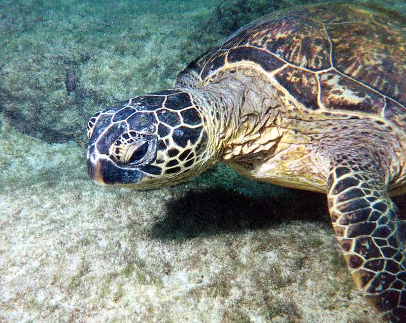 closeup of turtle
